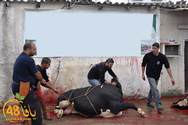 ada7y mashrot3 (2).JPG